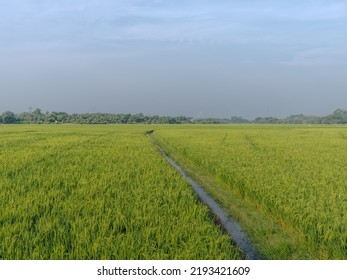 Landscape Rice Field View Around Pemalang, Cental Java, Indonesia.