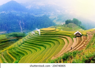 Landscape rice fields on terraced of Mu Cang Chai, YenBai, Vietnam in fog. Rice fields prepare the harvest at Northwest Vietnam.