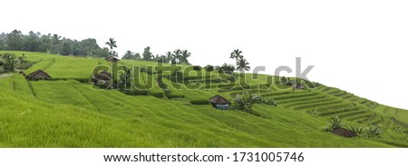 Landscape with rice terrace in Indonesia isolated on white background