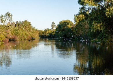 Landscape In The Rio De La Plata, With Forest Of Trees And White Birds Flying Over The River With Reflection In The Water