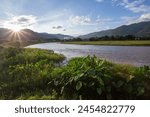 Landscape, river, mountains, sunset Two banks of the meadow river green plant, big leaf taro tree Clear evening sky in rural Thailand