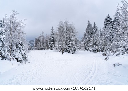 A landscape of a road in the Black Forest covered in trees and snow in Germany