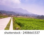 landscape of a road in the middle of rice fields with fog covering the mountains in Trawas, Mojokerto, Indonesia