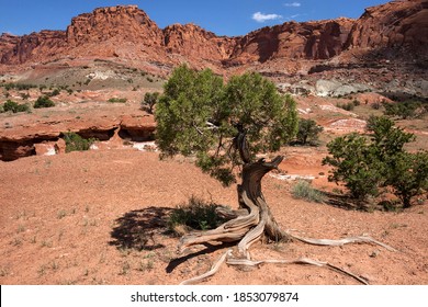 Landscape And Rock Formations In Capitol Reef National Park, Bristlecone Pine (Pinus Subsect. Balfourianae) In Front, Utah, USA