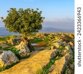 Landscape of rocks, cliffs, footpath and tree, in Mount Arbel National Park, Northern Israel