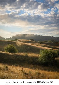 Landscape With Rolling Hills And Trees In Early Morning Sunrise. Amber Glow With Shadows And Light. Morning Mist And Dramatic Clouds.