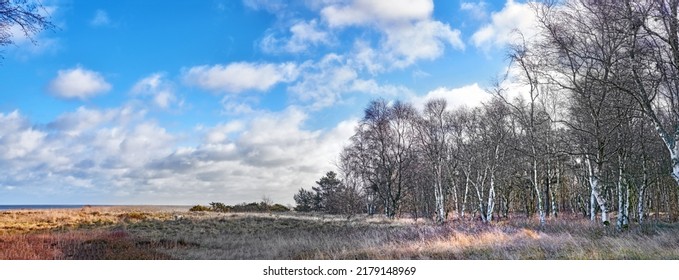 Landscape of rustic field of grass and frontier in winter. An expansive meadow and silver birch forest on a cloudy autumn day. Colourful timberlands, blue sky and white clouds. - Shutterstock ID 2179148969