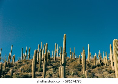 Landscape Of Saguaro Forest In Arizona, Sunny Day. 