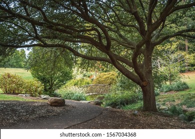 Landscape At The 'Sarah P. Duke Gardens', A Botanical Garden Within Duke University