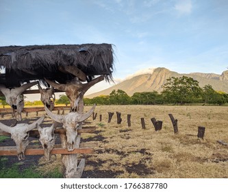 Landscape Of Savana Baluran Indonesia