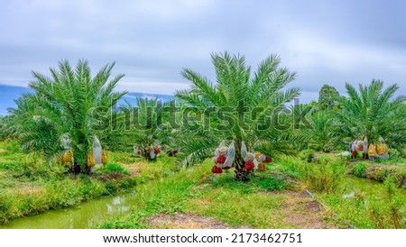 landscape scenery of date fruits palm tree plantation with irrigation canel in Thailand