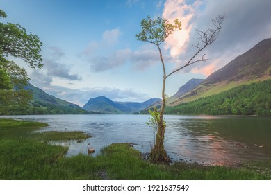 Landscape scenery of a small lone birch tree at Buttermere Lake with Fleetwith Pike at sunset or sunrise in the Lake District, Cumbria, England.