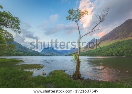 Landscape scenery of a small lone birch tree at Buttermere Lake with Fleetwith Pike at sunset or sunrise in the Lake District, Cumbria, England.