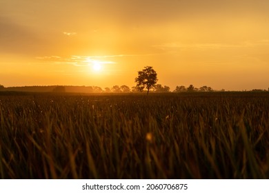 Landscape scenic view of a field in India. Silhouette tree in India with sunset. Tree silhouetted against the setting sun. Dark tree on open fields dramatic sunrise. - Powered by Shutterstock