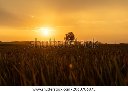 Landscape scenic view of a field in India. Silhouette tree in India with sunset. Tree silhouetted against the setting sun. Dark tree on open fields dramatic sunrise.