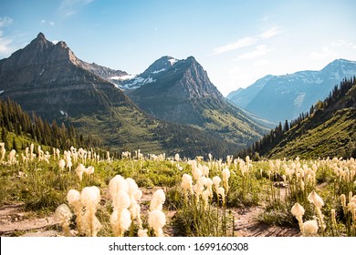 A landscape scenic view of the Rocky Mountain Range of Glacier National Park in Montana. Big blue skies and beargrass in bloom. A huge tourist destination. Photo taken off Going to the Sun Road. - Powered by Shutterstock