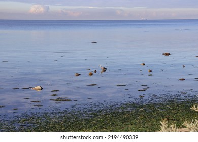 Landscape Of Sea And Bird Near Shore