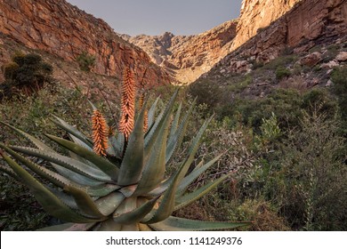 Landscape seen in the Seweweekspoort pass with an Aloe Ferox in the front., Klein-karoo, Little Karoo, Route 62, Western Cape, South Africa.