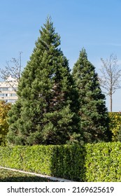 Landscape with Sequoiadendron giganteum, giant sequoia, giant redwood, Sierra redwood, Wellingtonia. In background there is decorative wall. Park "Galitsky" or  Park Krasnodar. October 2021.