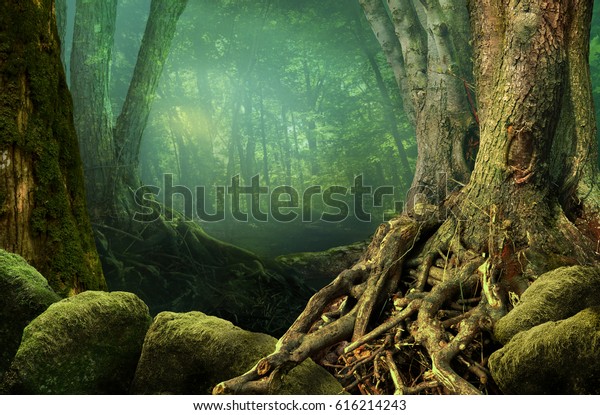 日陰の森 古木 奇妙な根 苔の生えた石の風景 の写真素材 今すぐ編集