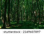 landscape in a shady forest thicket with dense undergrowth