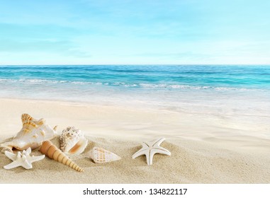 Landscape with shells on tropical beach - Shutterstock ID 134822117