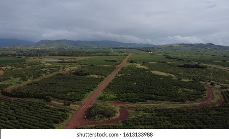 Landscape Shot Of Kona Coffee Fields In Kauai, Hawaii