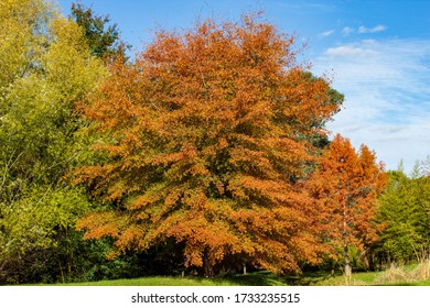 A Landscape Shot Of An Ornamental Willow Oak Tree In Autumn With Yellow And Orange Foliage.