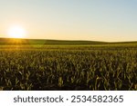 The landscape showcases a winter wheat field filled with vibrant green sprouts, illuminated by the warm glow of the rising sun against a clear sky.