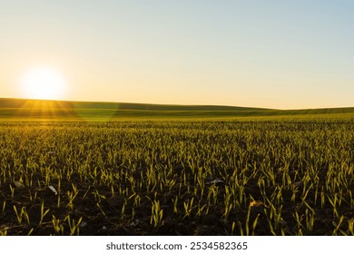 The landscape showcases a winter wheat field filled with vibrant green sprouts, illuminated by the warm glow of the rising sun against a clear sky. - Powered by Shutterstock