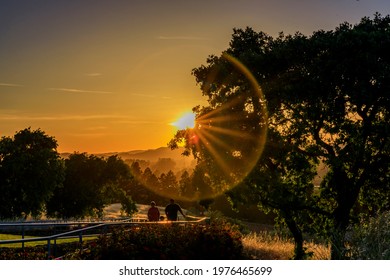 Landscape With A Silhouette Of People Under The Trees With Sun Flare At Sunset At A Vineyard In The Spring In Napa Valley, California, USA