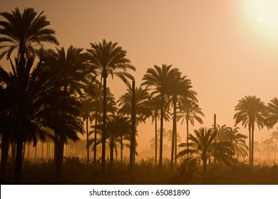A landscape of Silhouetted palm trees in Egypt