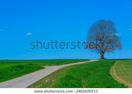 landscape with a single giant limetree in spring