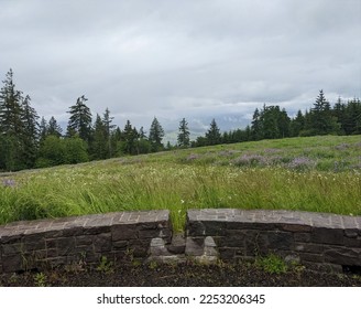 Landscape of a single tree surrounded by a field of lupine flowers. Purple lupine flowers are in the foreground, and there are some pine trees in the background. 