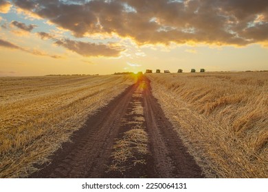 Landscape of sky with golden clouds over a field of ripe wheat at sunset. Dirt road between cereal fields. Autumn harvest season. Farming agricultural background