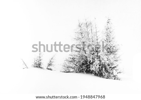 Similar – Image, Stock Photo Winter Forest on Speed