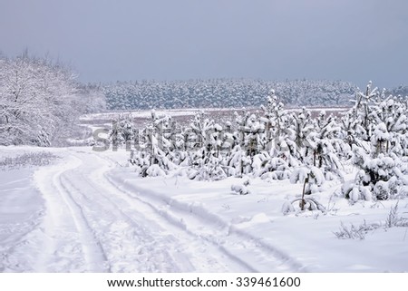 Similar – Foto Bild OH BÄUMEBAUM OH BÄUMEBAUM