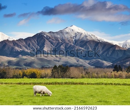 Landscape with snowy mountain and green field with grazing sheep, South Island, New Zealand