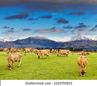 Landscape With Snowy Mountains And Grazing Cows, New Zealand