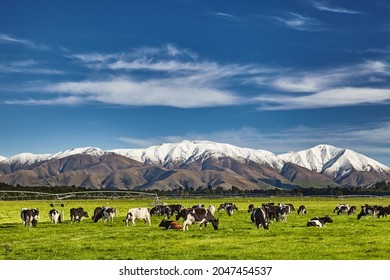Landscape with snowy mountains and grazing cows, New Zealand