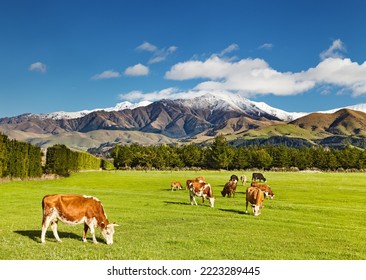 Landscape with snowy mountains and grazing cows, New Zealand - Powered by Shutterstock