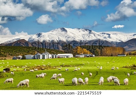 Landscape with snowy mountains and green field with grazing sheep and agro-processing plant, South Island, New Zealand