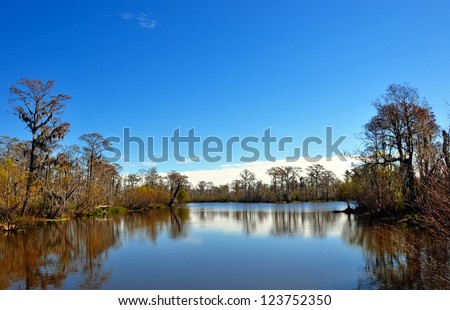 Landscape Of A South Louisiana Cypress Swamp
