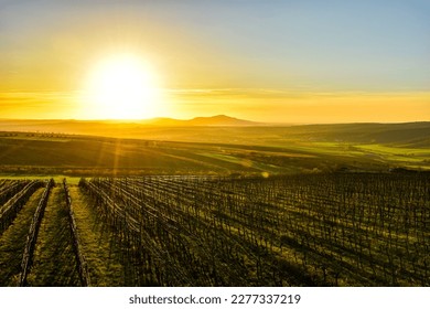 The landscape of South Moravia photographed against the sun looks beautiful.  In the distance is Pálava and all around the vineyard itself