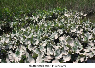 Landscape Of Spatterdock At The Russell W. Peterson Urban Wildlife Refuge In Wilmington, Delaware