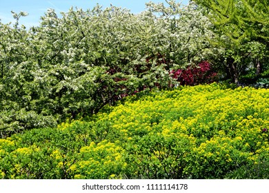 Landscape in the Spring