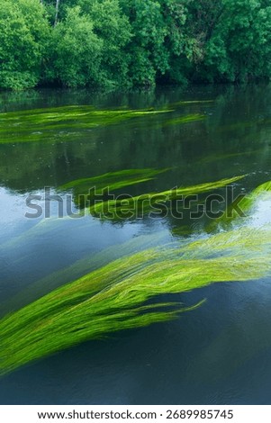 Landscape in spring in "As Ínsuas do Miño" in the area of ​​Rábade in the Lugo region. Minho River. Province of Lugo. Galicia. Spain. Europe