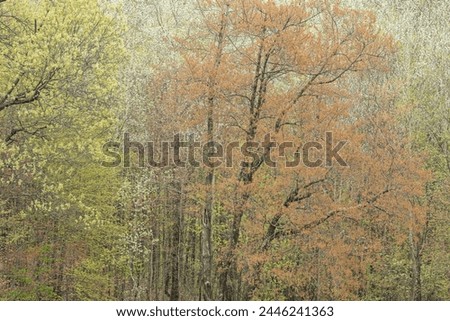 Landscape of spring forest with maple in bloom, Yankee Springs State Park, Michigan, USA