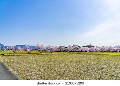 The Landscape In Spring Of Japan In The Season Of Cherry Blossoms, The City Scape In Kanagawa Minamiashigara.