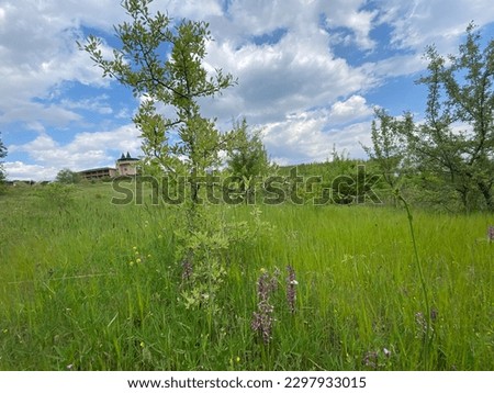 Landscape spring summer meadow tree wildflowers wooden house in the background wine yard trail lillies daisies cloudy bright blue sky